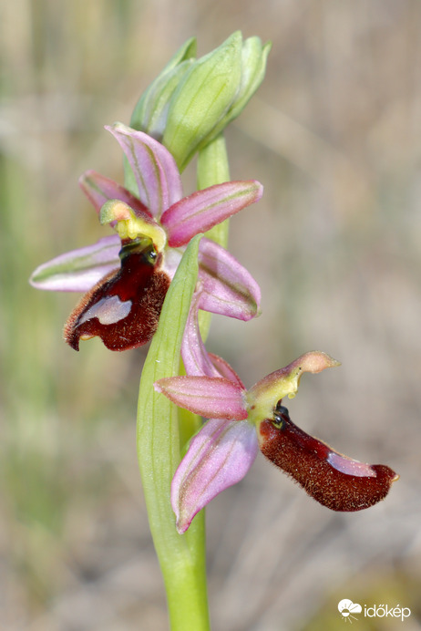 Ophrys flavicans