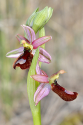 Ophrys flavicans