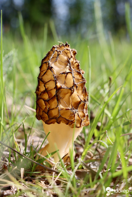 Nyúlánk kucsmagomba