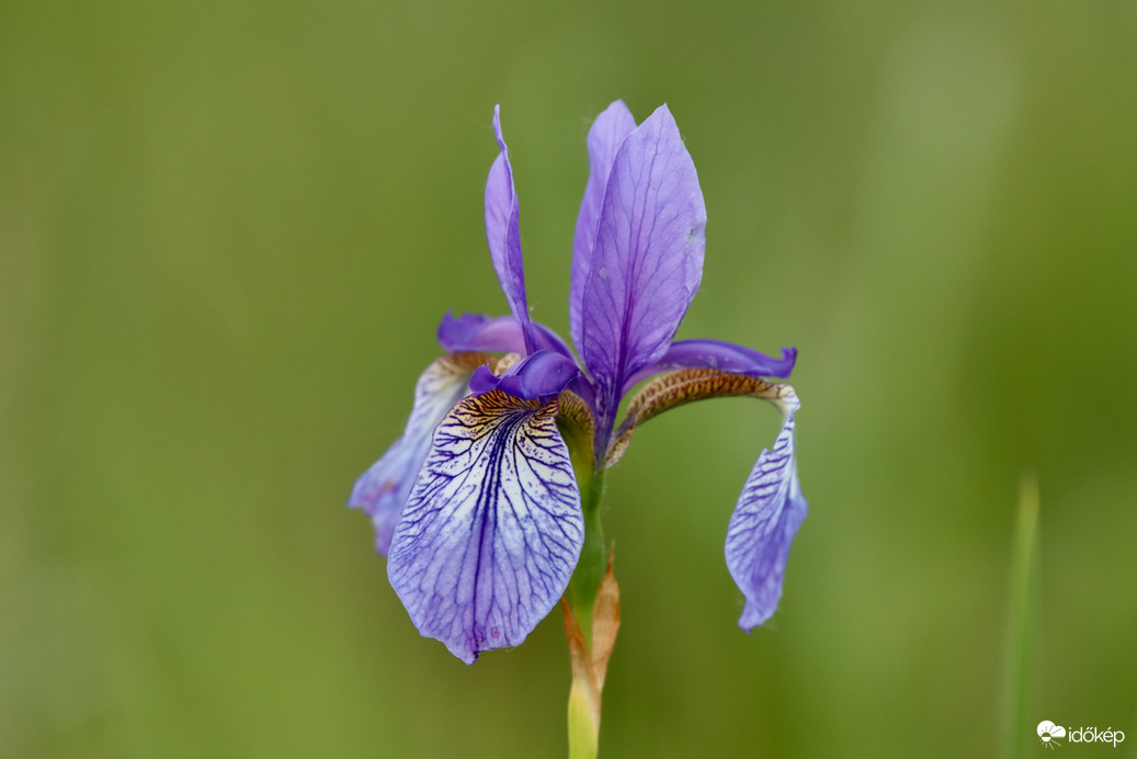 Egy gyönyörű vad példány