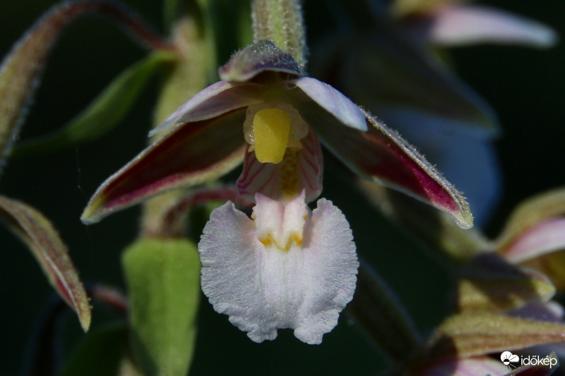 Mocsári nőszőfű (orchidea)