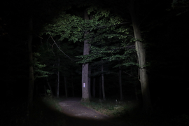 Éjjel az erdőben 