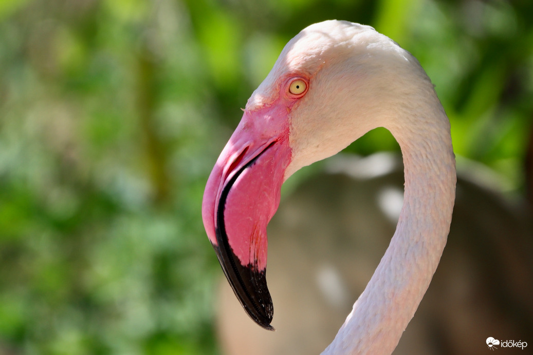 Flamingó