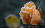 Jégcsipkés rózsbimbó