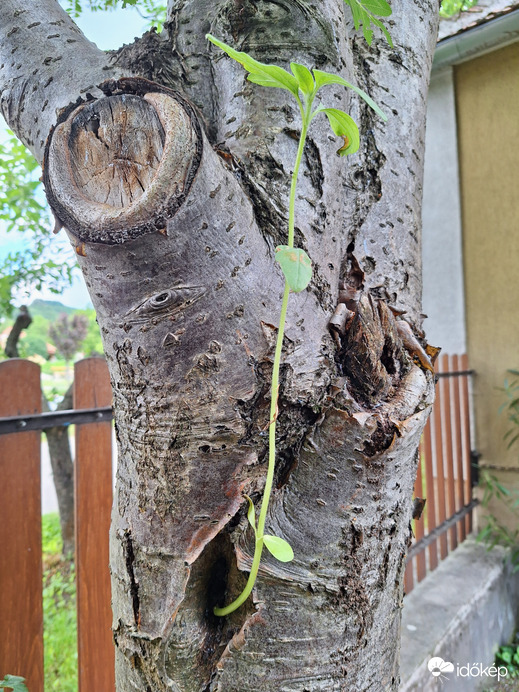 Berkenyéből napraforgó? ...Lehetséges! :-)