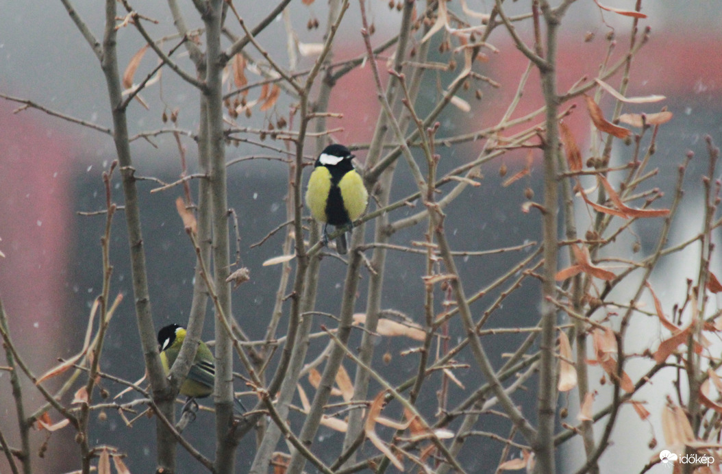 Cinkék a hóesésben