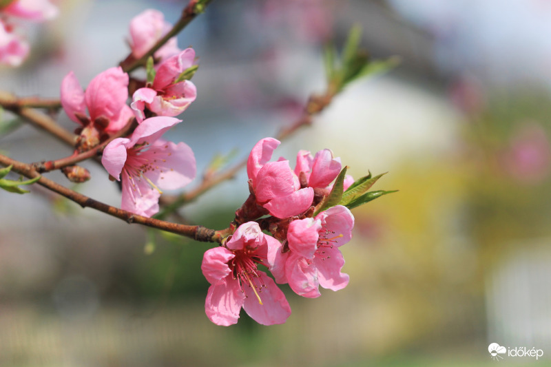 Már nagyon vártunk, Tavasz! 