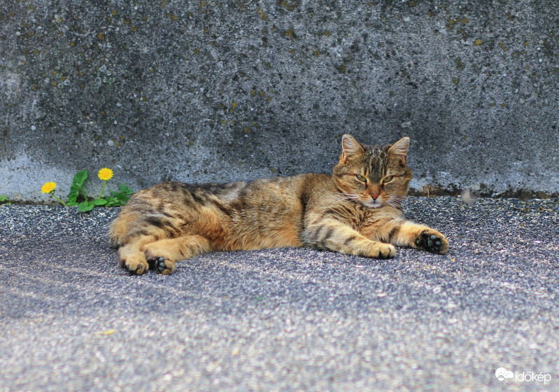 Pitypang és Morci(cc)