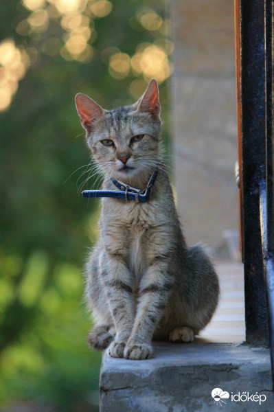 "Na, megint jön, és kattintgat azzal az izével..."