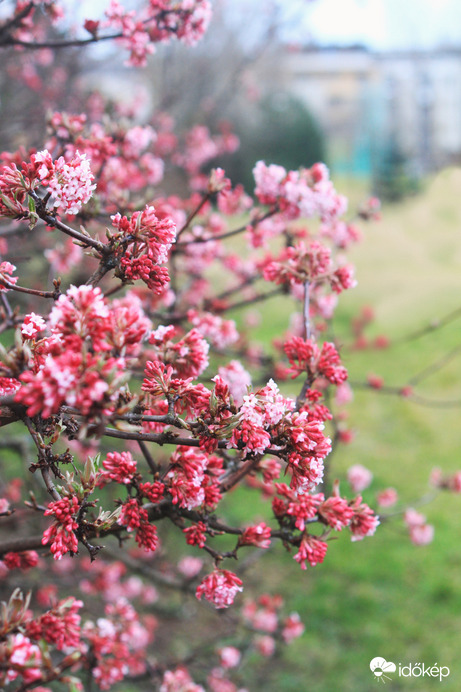 Egy kis tavasz... :-)