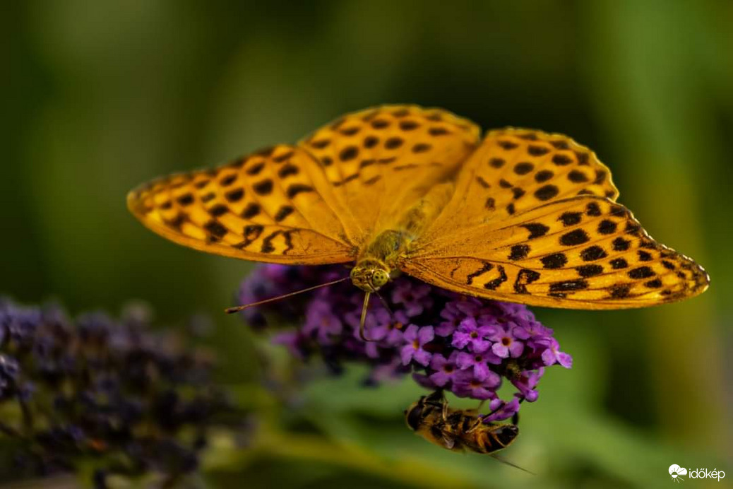 Két dudás egy csárdában!