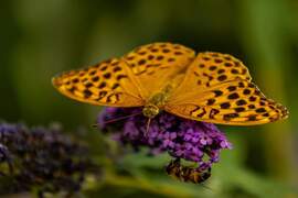 Két dudás egy csárdában!