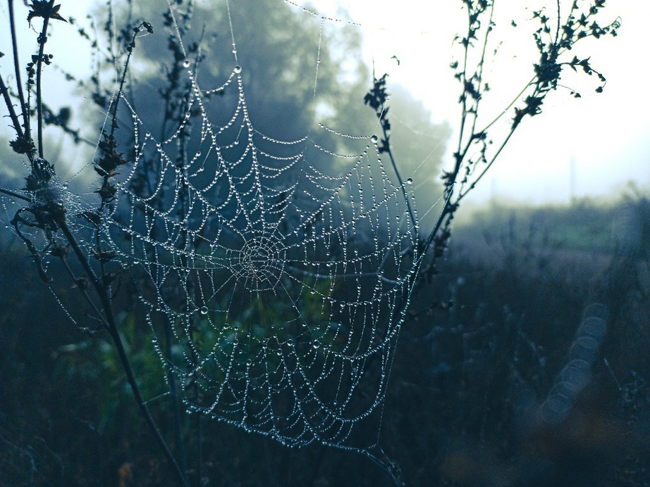 Tát