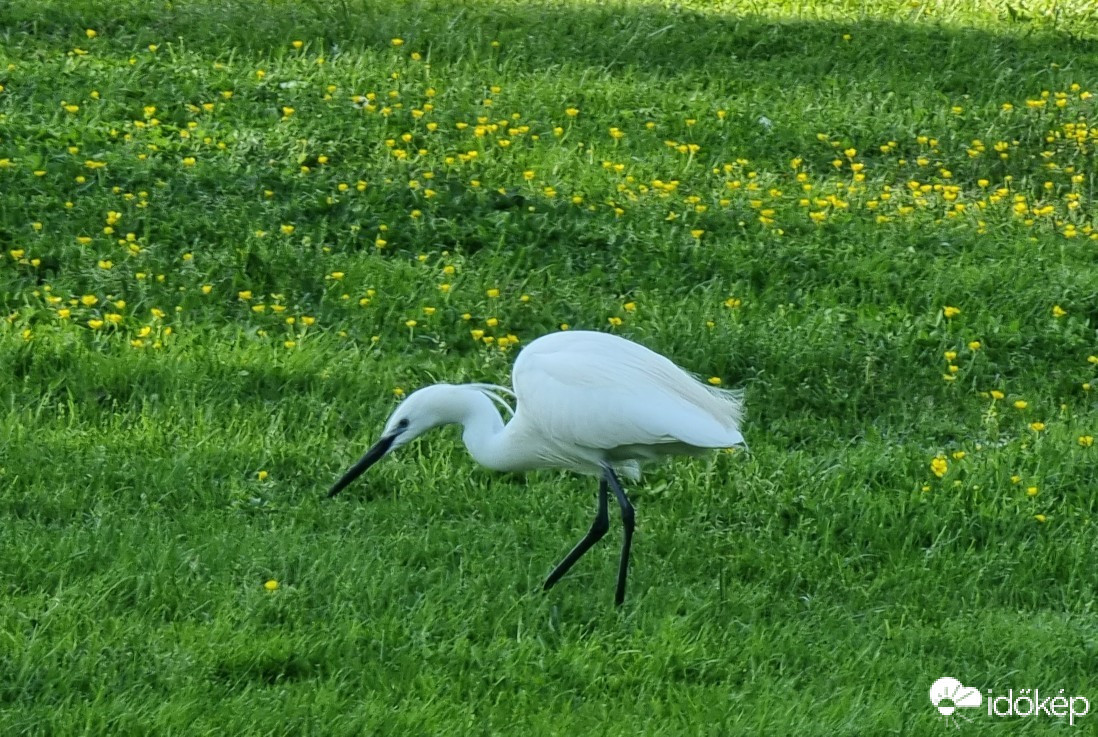 Balatonföldvár
