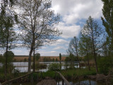 Tavas