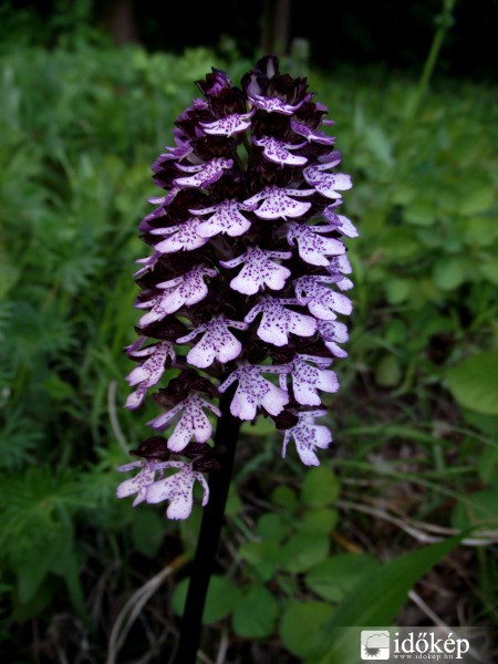 Bíboros kosbor (Orchis purpurea)