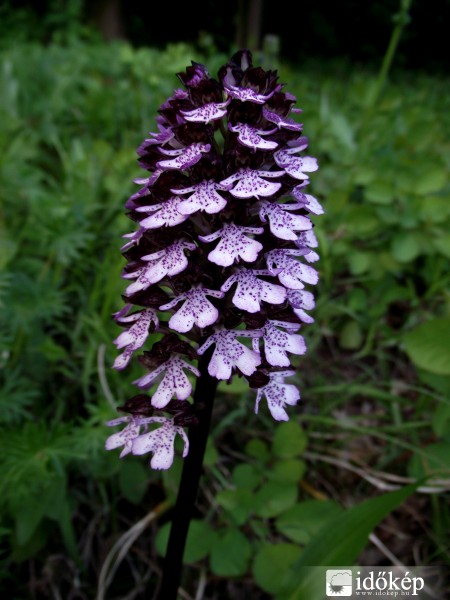 Bíboros kosbor (Orchis purpurea)