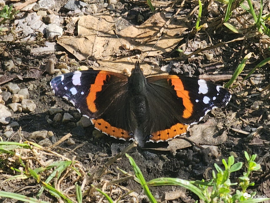 Atalanta lepke
