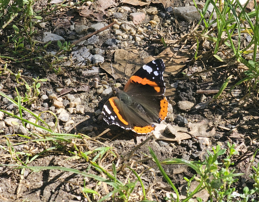 Atalanta lepke - a szőrös szárnyú