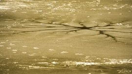 Jégpókok, tavi csillagok