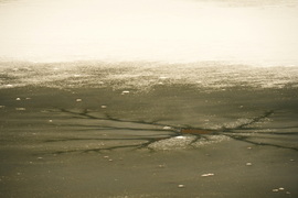 Jégpókok, tavi csillagok 3