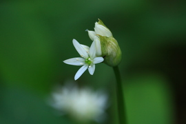 Medvehagyma szezON