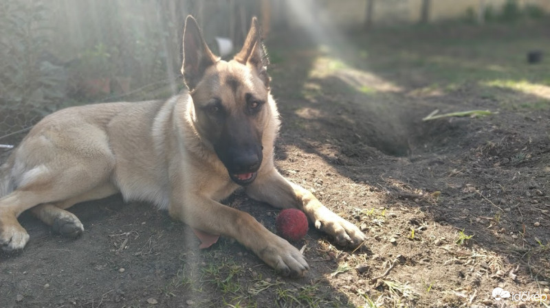 Budapest XX.ker - Pesterzsébet