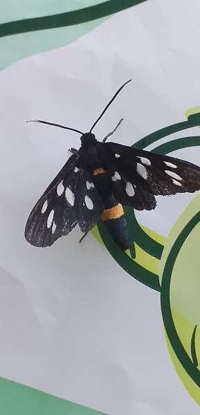 Fehérpettyes álcsüngőlepke