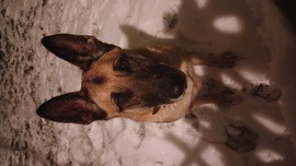 Sikerekben gazdag, boldog új évet kívánunk mindenkinek Mayával, akire ráköszöntött a hó! :)