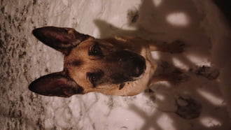 Sikerekben gazdag, boldog új évet kívánunk mindenkinek Mayával, akire ráköszöntött a hó! :)