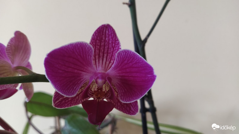 Orchidea