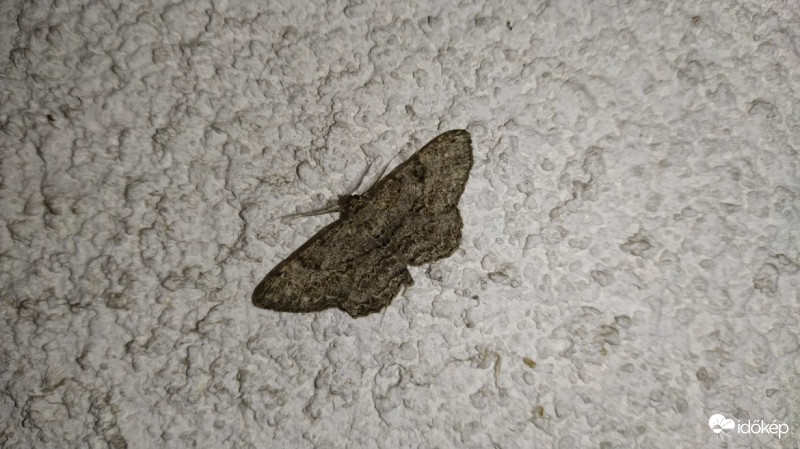 Ékköves faaraszoló