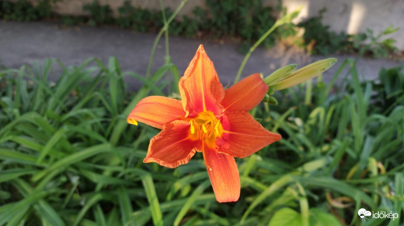 Vöröslő sásliliom