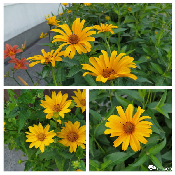 Helianthus pauciflorus