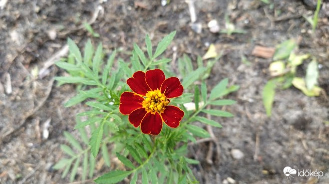 Bársonyvirág (Büdöske)