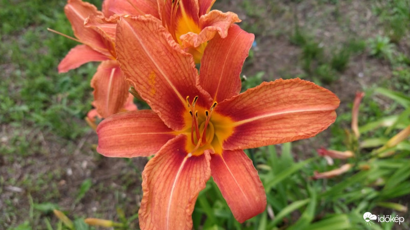 Vöröslő sásliliom