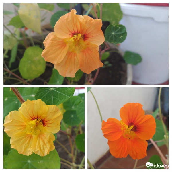 Színes sarkantyúkák