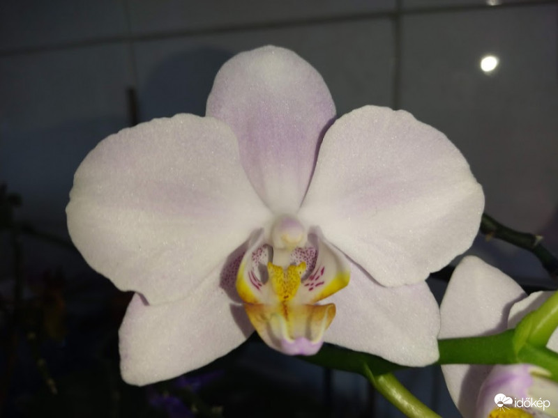 Orchidea