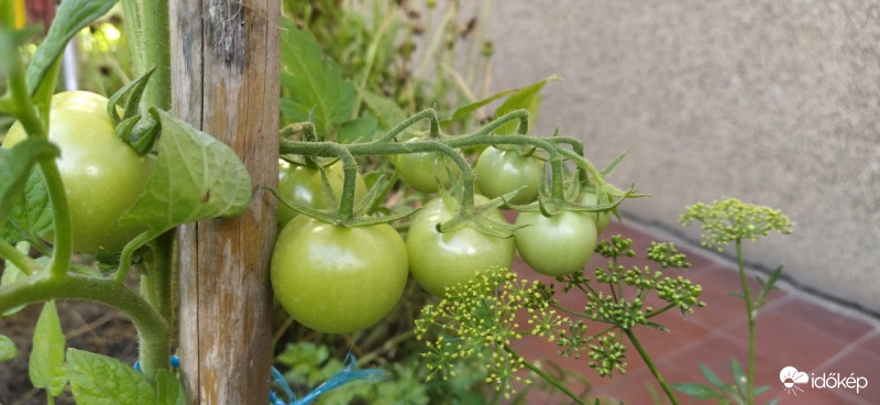 Érik a paradicsom :)