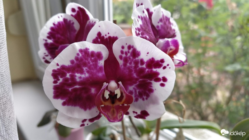 Orchidea