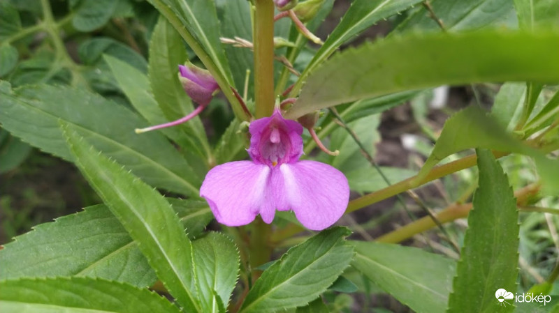 Kerti Nebáncsvirág