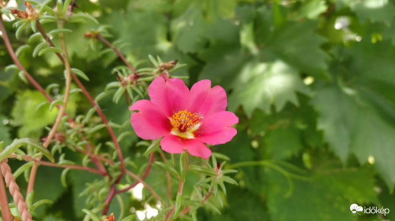 Nagyvirágú porcsin