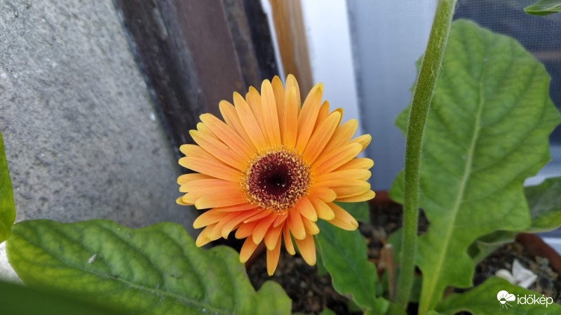 Gerbera