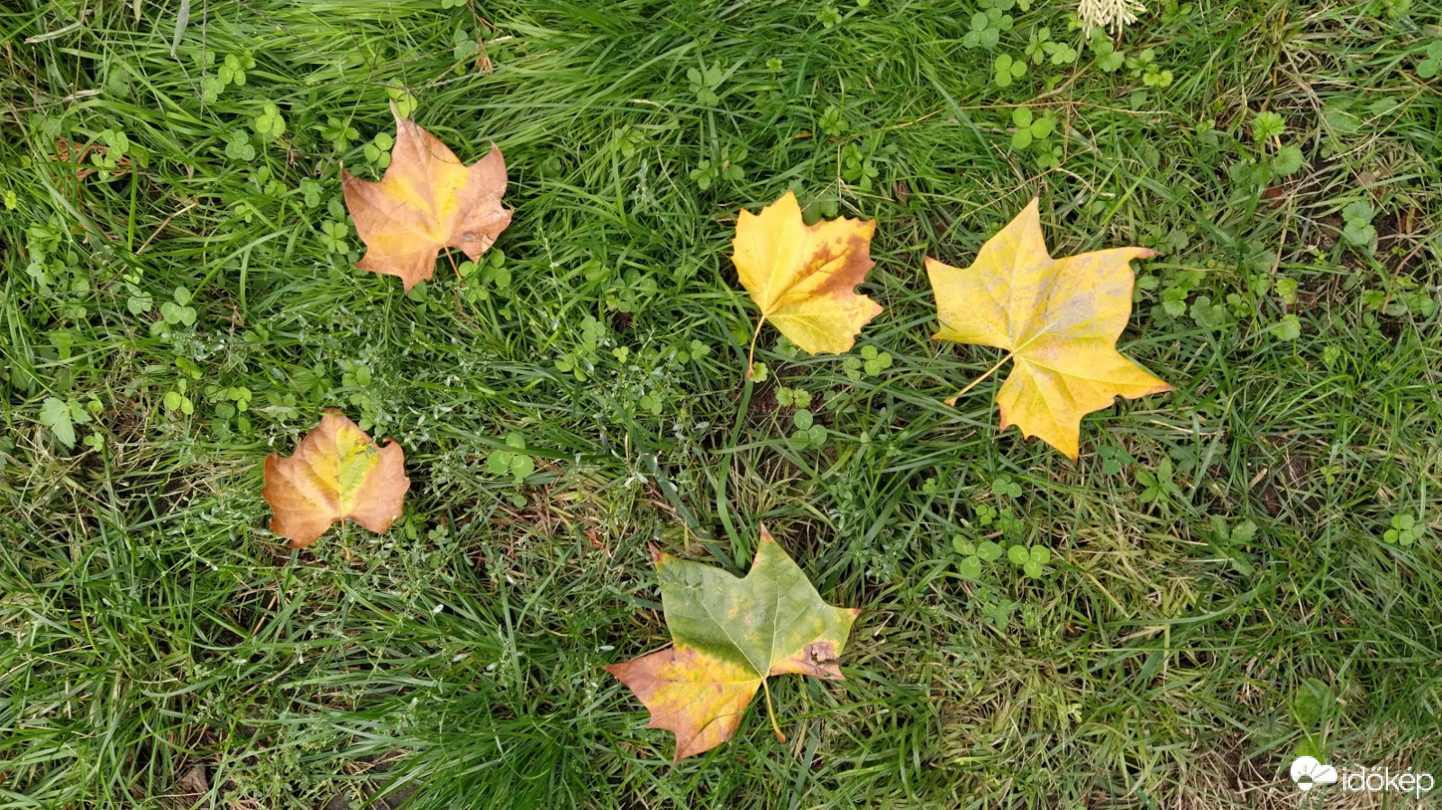 Őszi falevelek :)