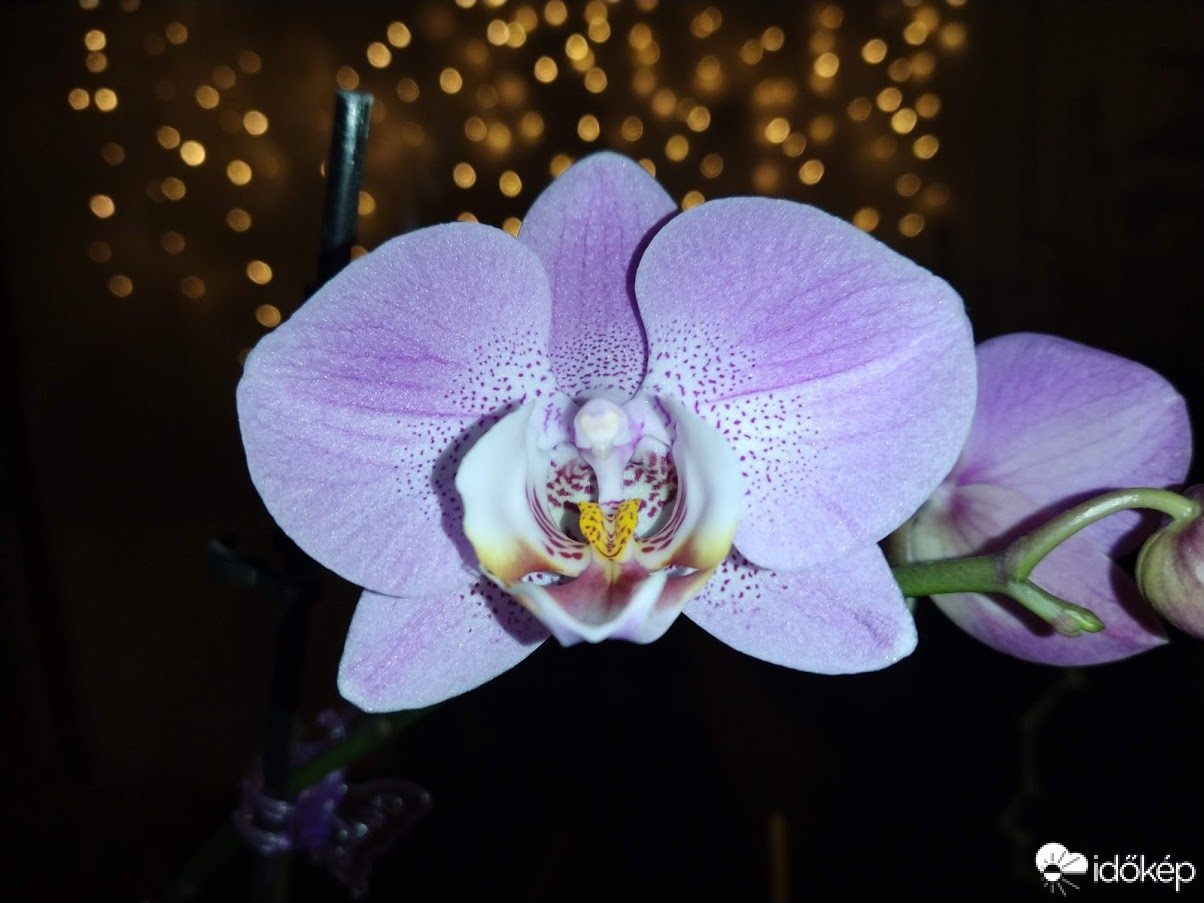 Orchidea