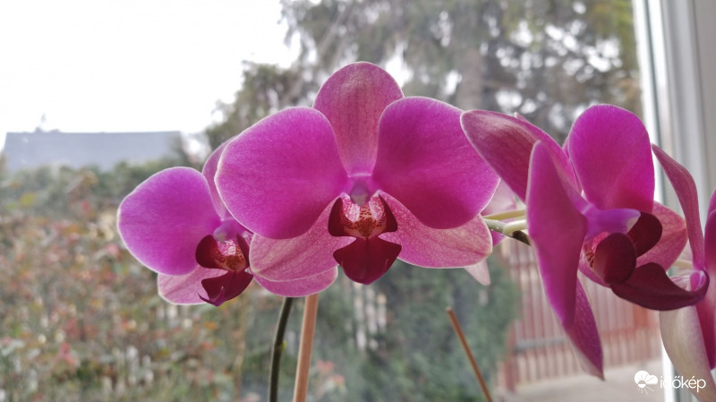 Orchidea