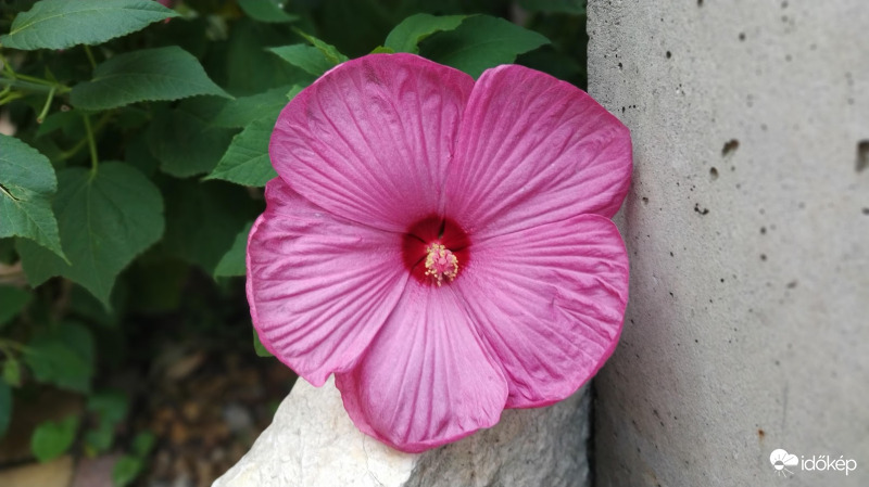 Óriás hibiszkusz