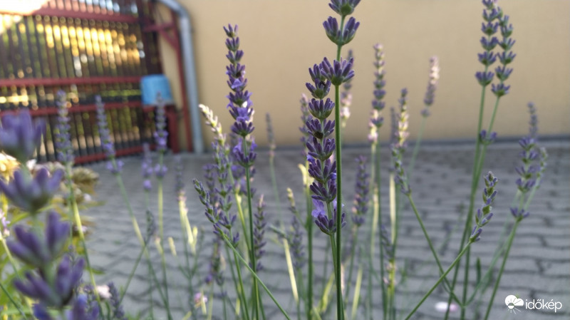 Levendula