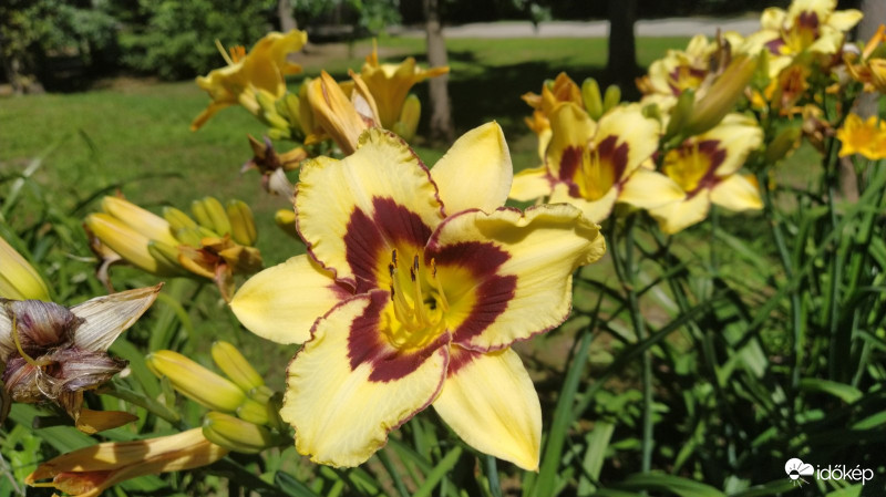 Krémsárga piros sásliliom