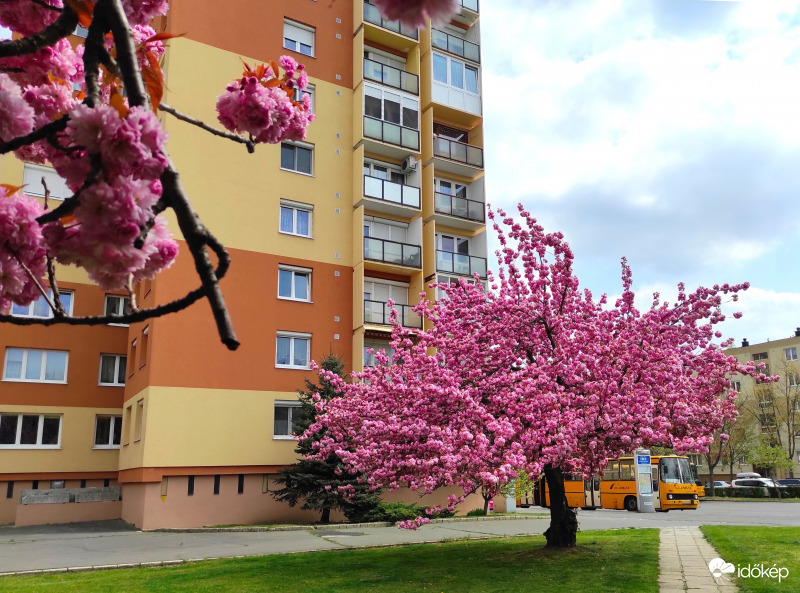 Tavaszi gúnyába bújt buszmegálló